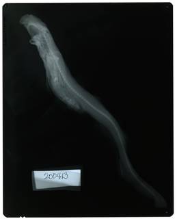 To NMNH Extant Collection (Galeus piperatus RAD109781-001)
