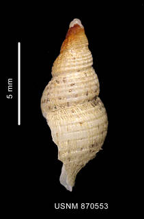To NMNH Extant Collection (Pareuthria venustula Powell, 1951 shell lateral view)