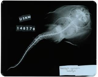 To NMNH Extant Collection (Breviraja claramaculata; RAD109898-002)