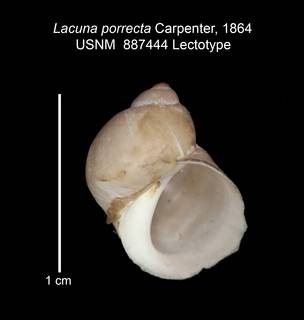 To NMNH Extant Collection (IZ MOL 887444 Lectotype Shell)