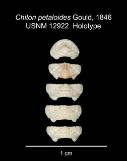 To NMNH Extant Collection (IZ MOL 12922 Holotype Shell Valves)