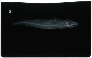 To NMNH Extant Collection (Synodus tectus RAD104540-001)