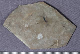 To NMNH Paleobiology Collection (USNM PAL 559050_1)