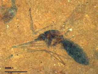 To NMNH Paleobiology Collection (USNM PAL 559550 Culiseta - mosquito)