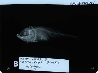 To NMNH Extant Collection (Argyripnus brocki RAD113470-001)