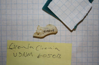 To NMNH Extant Collection (usnm 605013 - ciconia ciconia pygostyle)