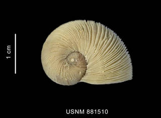 To NMNH Extant Collection (Torelia mirabilis Smith, 1907 shell apical view)