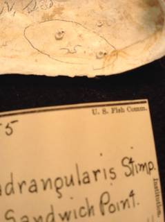 To NMNH Extant Collection (USNM 16355 Specimen-2)