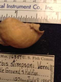 To NMNH Extant Collection (USNM 16357 Specimen-3)