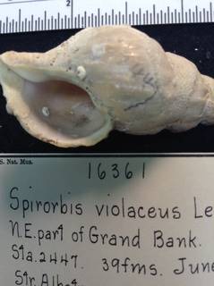 To NMNH Extant Collection (USNM 16361 Specimen-2)