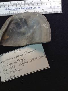 To NMNH Extant Collection (USNM 16362 Specimen-1)