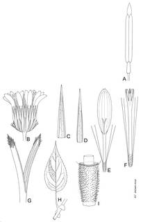 To NMNH Extant Collection (Pseudogynoxys bogotensis 4029)