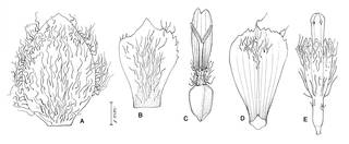 To NMNH Extant Collection (Espeletiapsis trianae 4307)