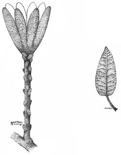 To NMNH Extant Collection (Gynoxys bracteolate 3725)