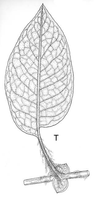 To NMNH Extant Collection (Senecio doryphyllus & patens& Pentacalia rugosa 4009)