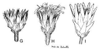 To NMNH Extant Collection (Diplostephium dentatum & D. oblongifolium & D. pittieri 4302)