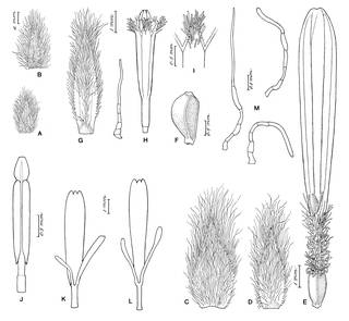 To NMNH Extant Collection (Espeletia angustifolia 4277)