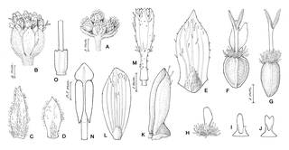 To NMNH Extant Collection (Espeletiopsis garciae 4299)