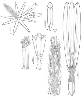 To NMNH Extant Collection (Espeletia caldasii 4278)