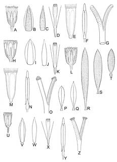 To NMNH Extant Collection (Pentacalia ledifolia & pulchella &  Senecio microchaeta & oppositicordius 4031)