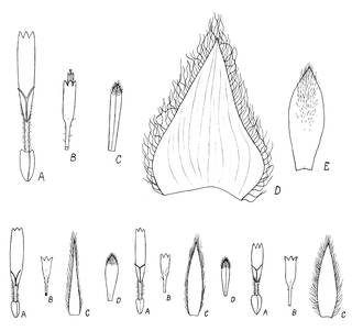 To NMNH Extant Collection (Espeletia brassicoidea & E. petiolata & E. smithiana & E. almorzana 4336)