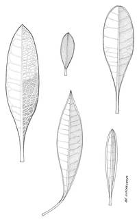 To NMNH Extant Collection (Diplostephium venezuelense & D. foribundum & D. Obtusum & D. cayambense 4323)