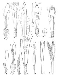 To NMNH Extant Collection (Westoniella chirripoensis &triunguifolia & barqueroana 4189)