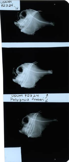 To NMNH Extant Collection (Polyipnus fraseri RAD115147-002)