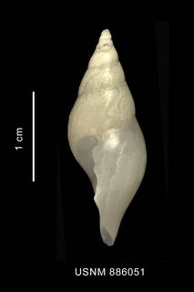 To NMNH Extant Collection (Typhlodaphne purissima (Strebel, 1909) shell lateral view)
