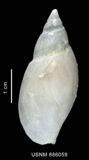 To NMNH Extant Collection (Provocator corderoi Carcelles, 1947 shell dorsal view)