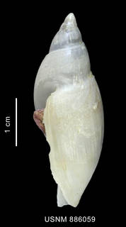 To NMNH Extant Collection (Provocator corderoi Carcelles, 1947 shell lateral view)