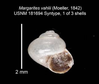 To NMNH Extant Collection (IZ MOL 181694 Syntype Shell)