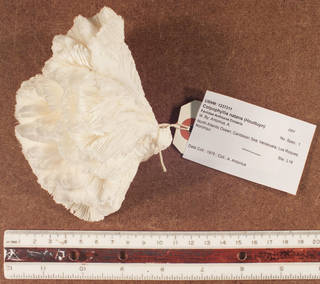 To NMNH Extant Collection (IZ USNM 1237311 side view)