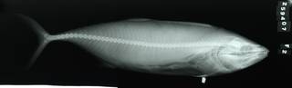 To NMNH Extant Collection (Cybiosarda elegans RAD111566-002)