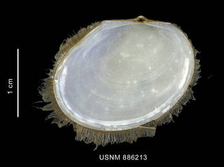 To NMNH Extant Collection (Limopsis tenella dalli Lamy, 1912 left valve inner view)