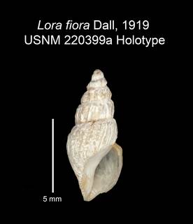 To NMNH Extant Collection (IZ MOL 220399a Holotype Shell)