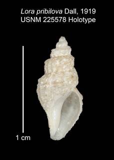 To NMNH Extant Collection (IZ MOL 225578 Holotype Shell)