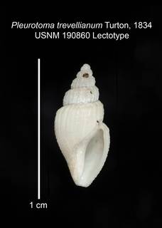 To NMNH Extant Collection (IZ MOL 190860 Lectotype Shell)