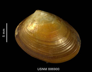 To NMNH Extant Collection (Ennucula grayi (d'Orbigny, 1846) left valve outer view)