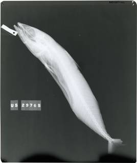 To NMNH Extant Collection (Scomber scombrus RAD111817-001)