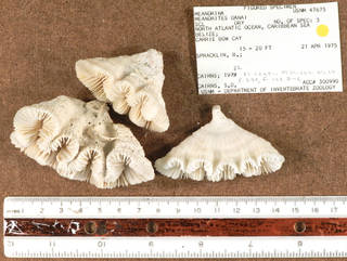 To NMNH Extant Collection (IZ USNM 47675 fragments)