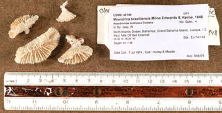 To NMNH Extant Collection (IZ USNM 48144 fragments)