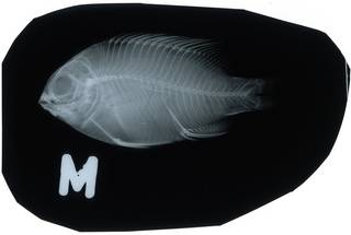 To NMNH Extant Collection (Stegastes planifrons RAD112395-001)