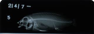 To NMNH Extant Collection (Melanochromis loriae RAD112410-001)
