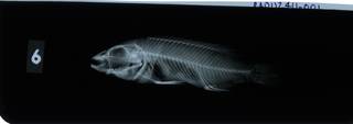 To NMNH Extant Collection (Melanochromis loriae RAD112411-001)