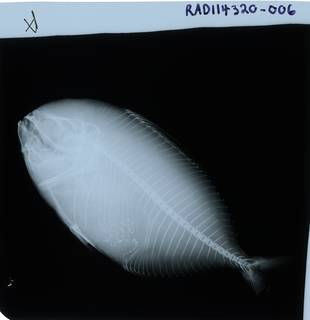 To NMNH Extant Collection (Ariomma regulus RAD114320-006)