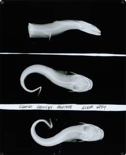 To NMNH Extant Collection (Clarias laeviceps RAD115489-001)