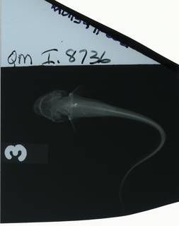 To NMNH Extant Collection (Euristhmus lepturus RAD115491-002)