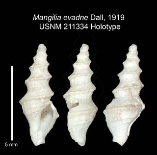 To NMNH Extant Collection (IZ MOL 211334 Holotype shell plate)