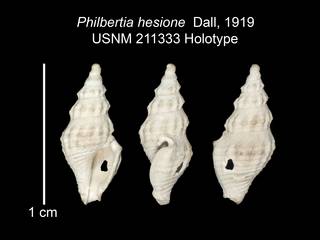 To NMNH Extant Collection (IZ MOL 211333 Holotype Shell plate)